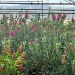 Tyčinkovec (Callistemon citrinus) ´VIOLACEUS´ výška: 100-130 cm, kont. C7L - NA KMIENKU, ružový